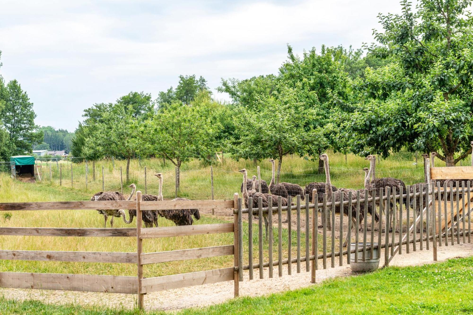 Beutenmuehle Straussenfarm Dach Owingen Экстерьер фото